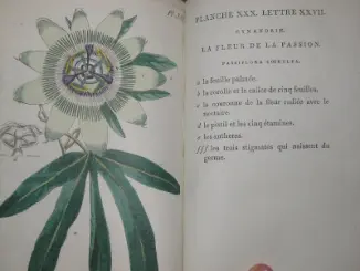 Le recueil de plantes coloriées… par Jean-Jacques Rousseau