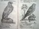 Ebayana et Bibliophilie, livres anciens en vente sur ebay: belles reliures, EO, livres à planches, éditions du 16ème au 20ème siècle et curiosités